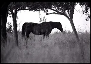 Orchard Prints: Horse in an orchard Normandy, France