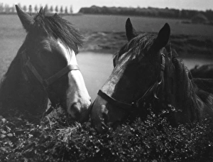 Images Dated 28th March 2011: HORSE PLAY