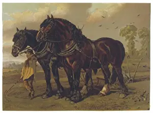 Horse / Plough 1870S