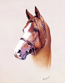 Horses Gallery: Horse Portrait