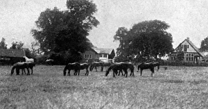 Images Dated 6th December 2016: Horse serum farm at Elstree, 1915