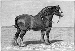 1865 Collection: Horse / Shire Honest Tom