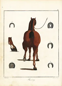 Hoof Prints: Horse-Shoeing, 18th century