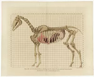 1800 Collection: Horse Skeleton