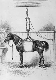 Horse in Sling