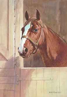 Stable Collection: Horse in stable