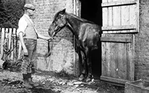 Stable Prints: Horse in stable, Victorian period, hand coloured photo