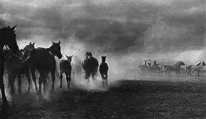 Thunder Prints: Horse Storm