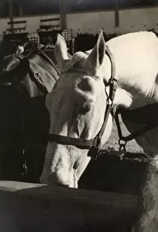 Trough Gallery: Horse Transport - Two fine horses - Malta - WWII