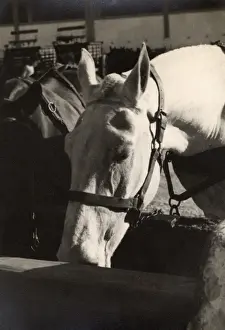 Tack Prints: Horse Transport - Two fine horses - Malta - WWII