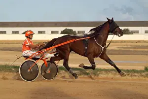 Horse trotting races - Hipodromo, Sant Lluis, Mahon, Menorca