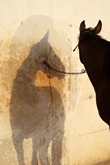 Chariot Prints: Horse trotting races - Hipodromo, Sant Lluis, Mahon, Menorca