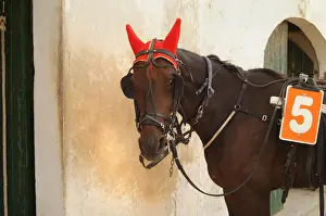 Horse trotting races - Hipodromo, Sant Lluis, Mahon, Menorca