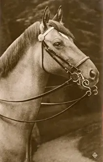 Pelham Prints: Horse wearing a Pelham Double Bridle