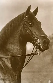 Sided Prints: Horse wearing a Straight sided Weymouth Bridle