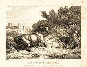Gay And Phaedrus Prints: A horse and wild boar face off in a pasture