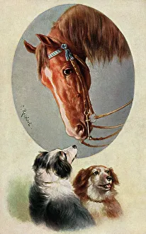 Collie Prints: A horse and two working dogs - Austria