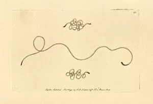 Aquaticus Gallery: Horsehair worm, Gordius aquaticus
