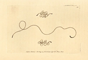 Aquaticus Gallery: Horsehair worm, Gordius aquaticus