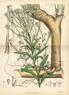 Rusticana Prints: Horseradish, Armoracia rusticana