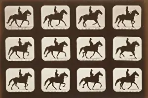 Horses. Ambling or single foot