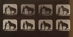 Horses. Backing