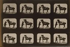 Backing Prints: Horses. Backing
