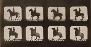 Horses. Backing