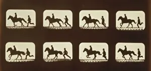 Cantering Prints: Horses. Cantering
