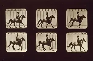 Horses. Cantering