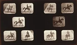Horses. Cantering