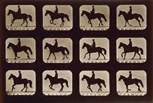 Horses. Cantering