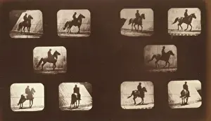 Horses. Cantering