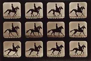 Horses. Cantering