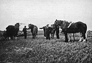 Horses commandeered 1914