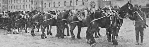 Horses commandeered 1914