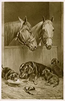 Stable Collection: Two Horses and a Dachshund family