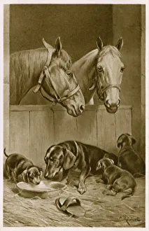 Stalls Collection: Two Horses and a Dachshund family