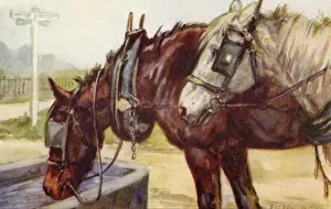 Trough Prints: Horses drinking at a water trough