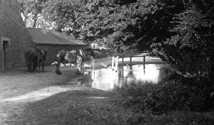Images Dated 3rd February 2015: Horses and ducks by a pond