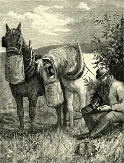Pastoral Prints: Horses feeding from nosebags