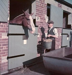Anticipation Gallery: Horses Feeding Time