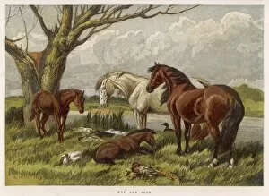Animals Collection: Horses in Field 1862