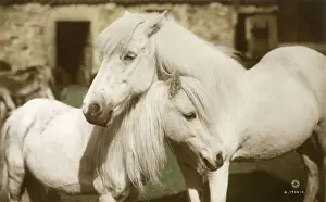 Mane Prints: Horses - Grey Mare and foal