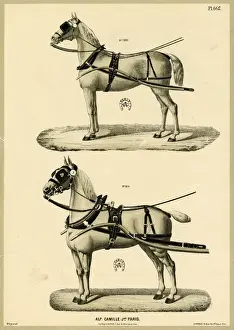 Straps Prints: Horses in harness