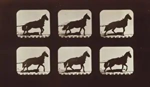 Horses. Hauling