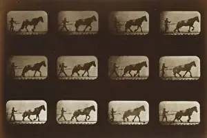 Hauling Prints: Horses. Hauling