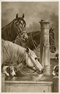 Horses and hounds drink from a trough
