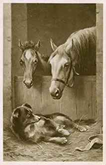 Peering Prints: Two Horses and an injured Collie dog