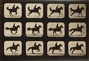 Irregular Prints: Horses. Irregular